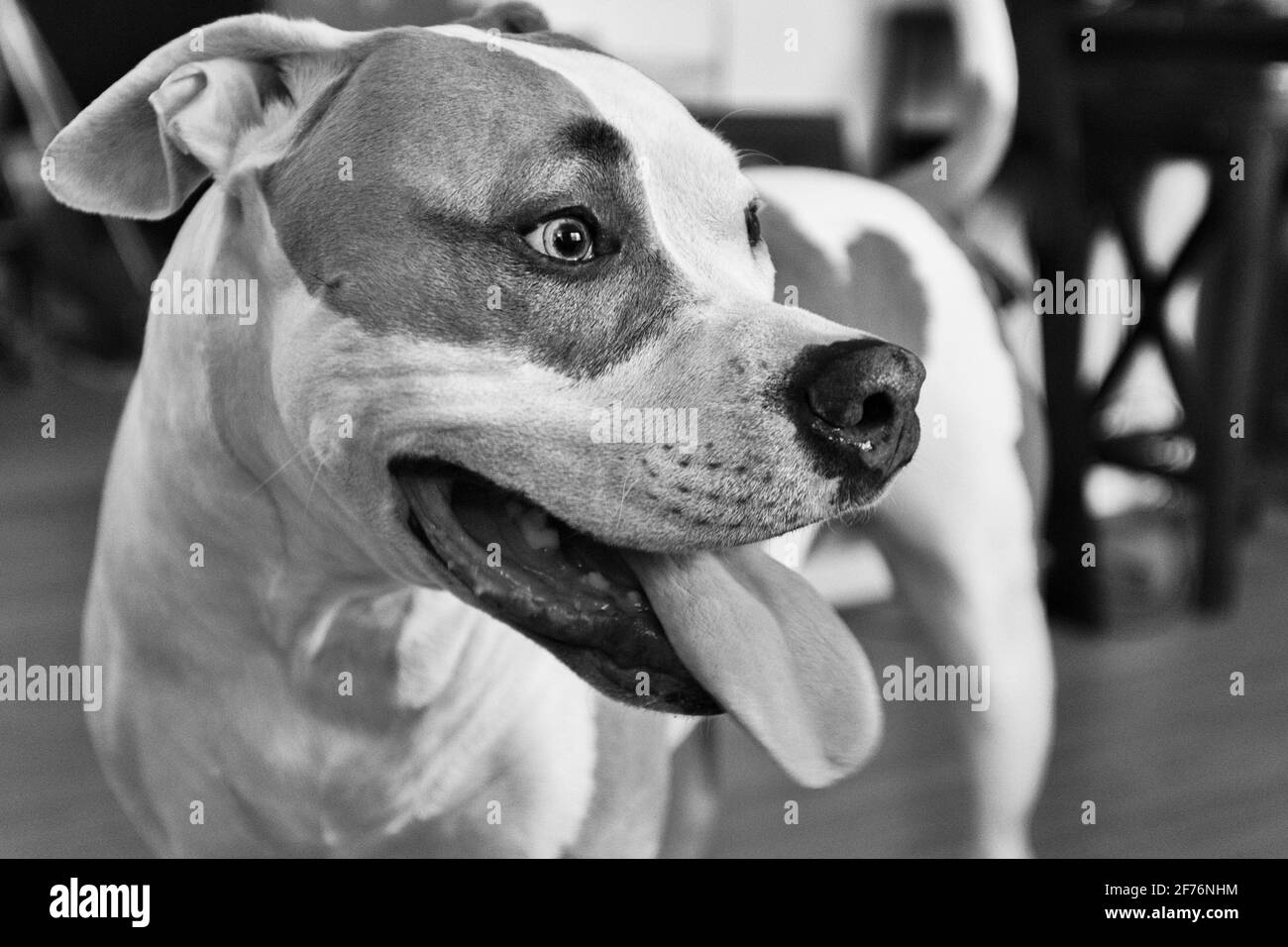 Un chien mixte (American Staffordshire Pit Bull Terrier et American Pit Bull Terrier) (Canis lupus familiaris) semble excité Banque D'Images