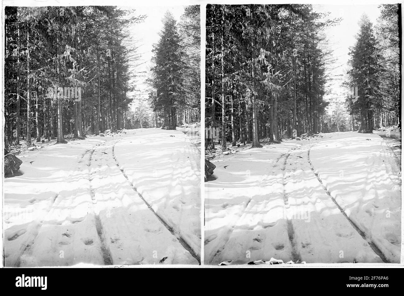 Stereone négatif avec motifs de la route forestière enneigée, emplacement inconnu. Banque D'Images