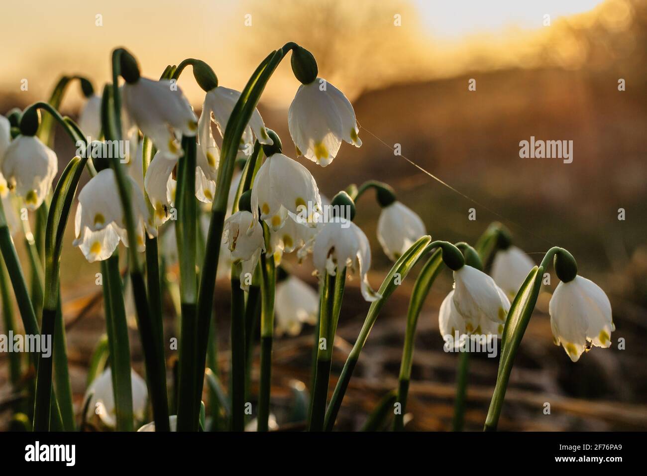 Leucojum vernum appelé flocon de neige de printemps.première fleur blanche de printemps avec des marques vertes et jaunes.belles fleurs en fleurs au coucher du soleil arrière-plan flou. Banque D'Images