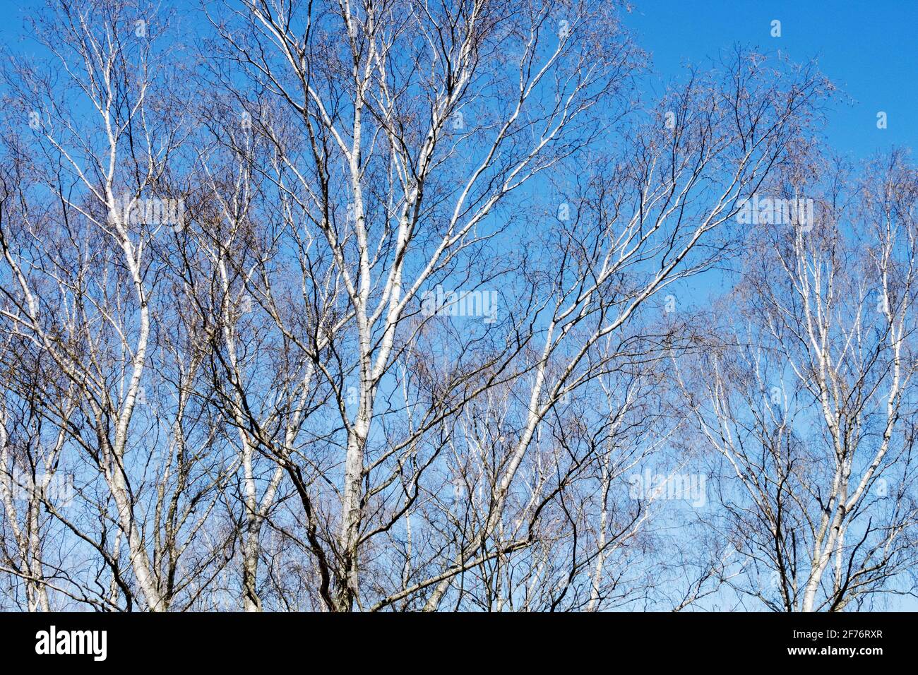 Les bouleaux argentés, les arbres sans feuilles contre le ciel bleu au début du printemps Banque D'Images