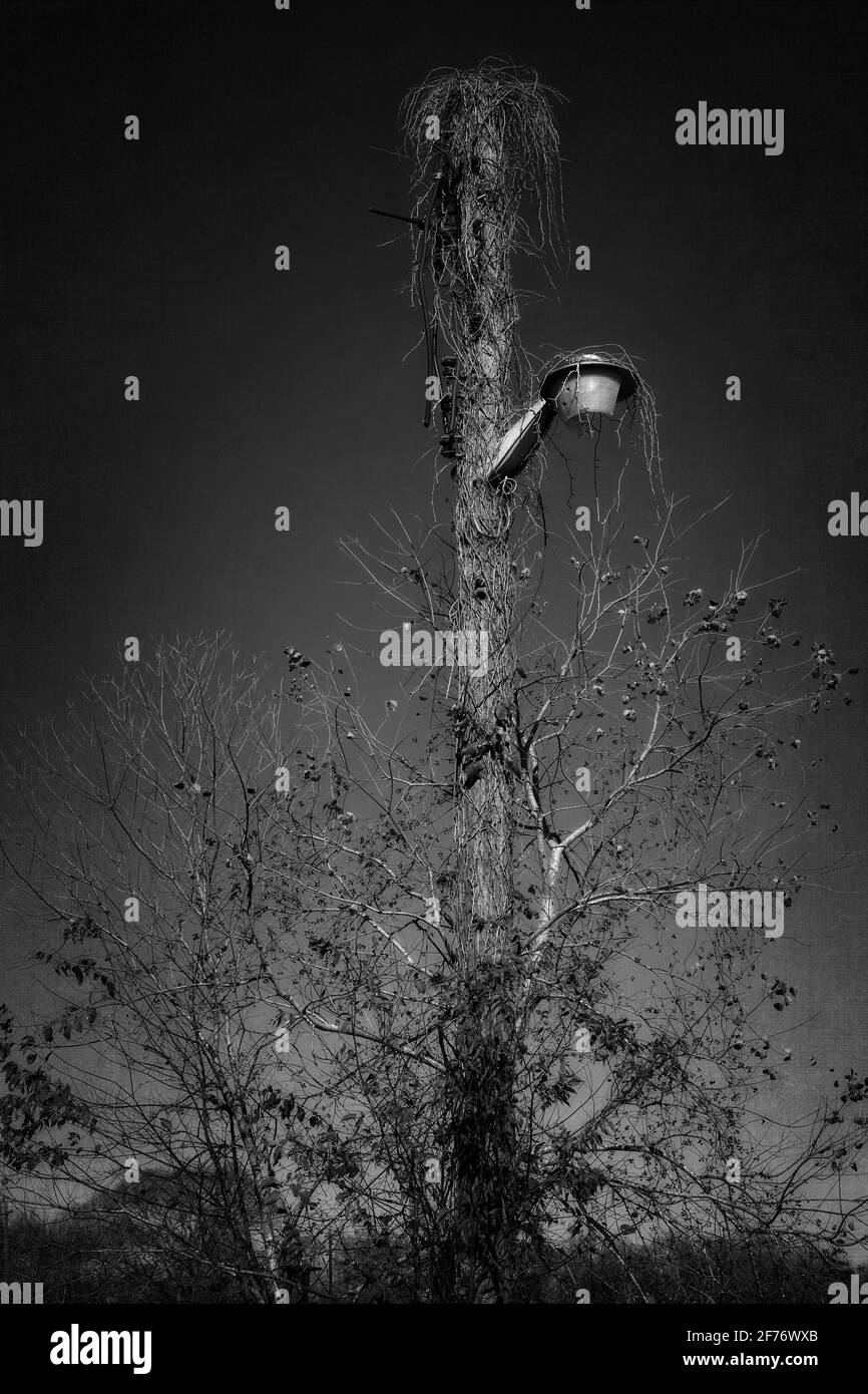 Photographie en noir et blanc d'un lampadaire en bois presque complètement surcultivé avec des mauvaises herbes et des vignes. Banque D'Images