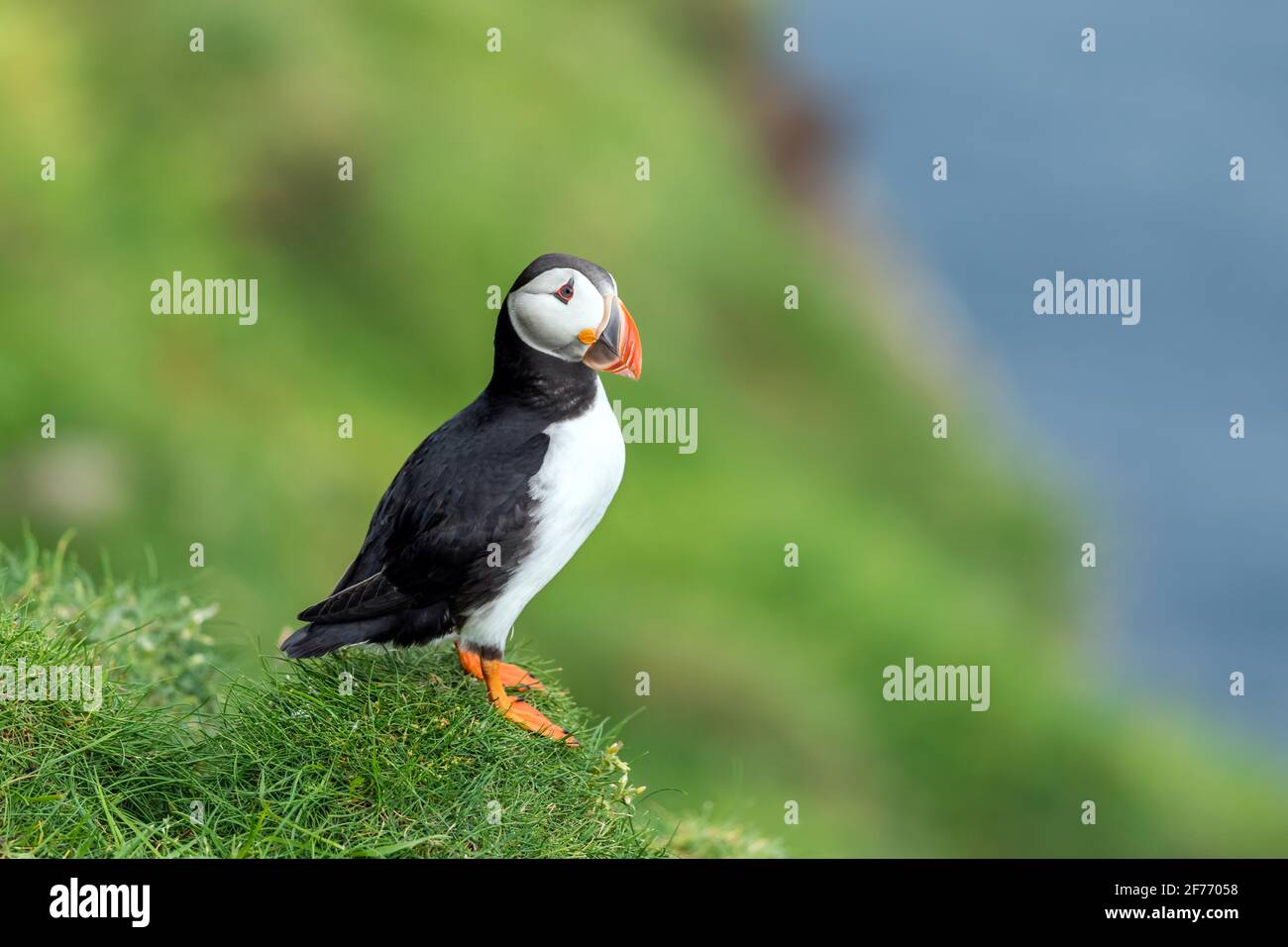 Célèbre oiseau faroois - puffin sur le bord de la côte herbacée de l'île de Féroé Mykines dans l'océan Atlantique. Îles Féroé, Danemark. Photographie animale Banque D'Images
