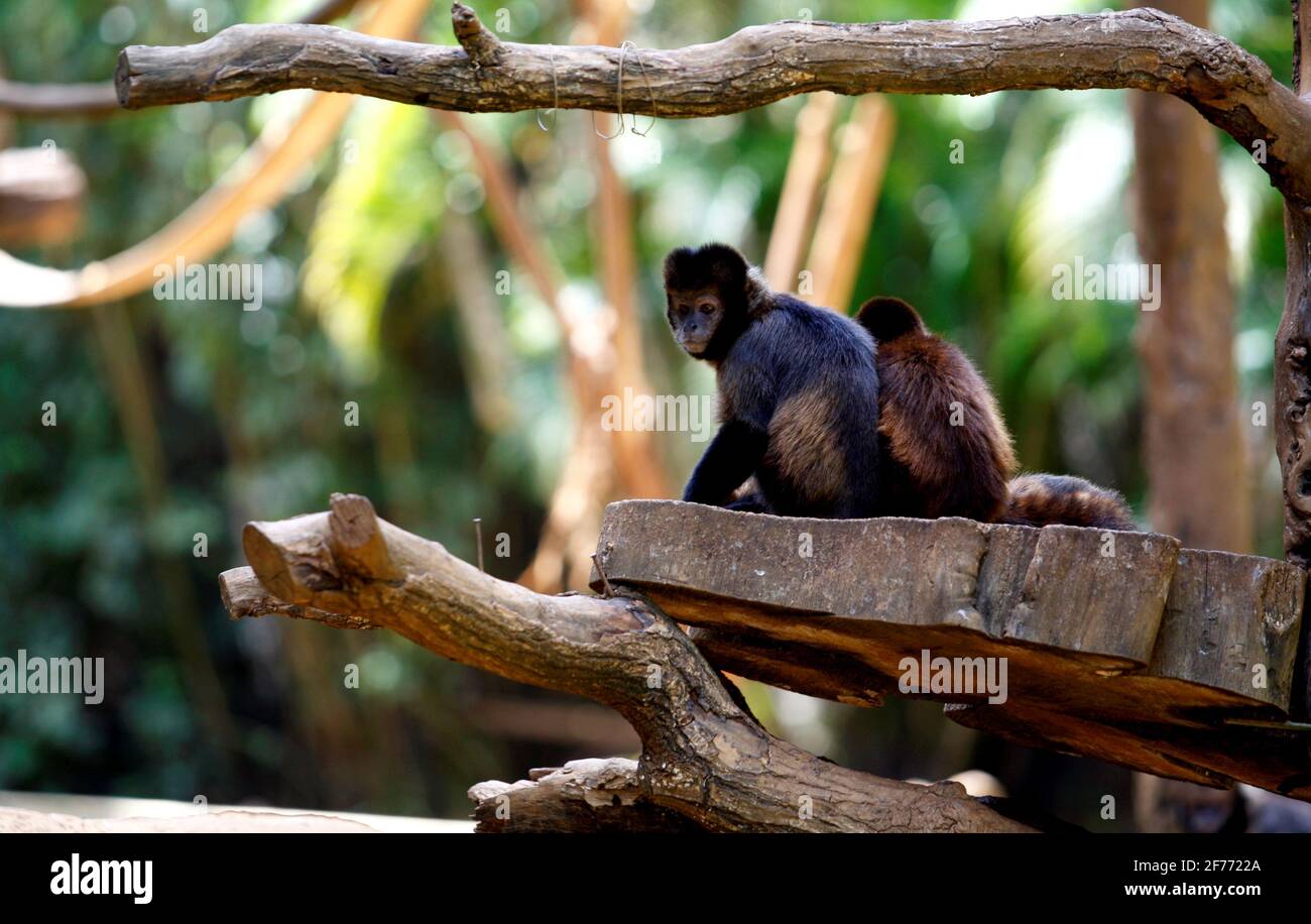 salvador, bahia, brésil - 30 décembre 2015 : le singe Capuchin et son cub sont vus dans le zoo de la ville de Salvador. *** Légende locale *** . Banque D'Images