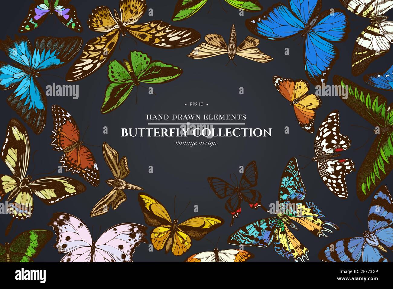 Design sur fond sombre avec une grande pointe orange, une queue d'émeraude, un tigre Uni, une aile d'oiseaux de rajah brooke, un papillio torquatus, un papillon à queue d'oiseau Illustration de Vecteur