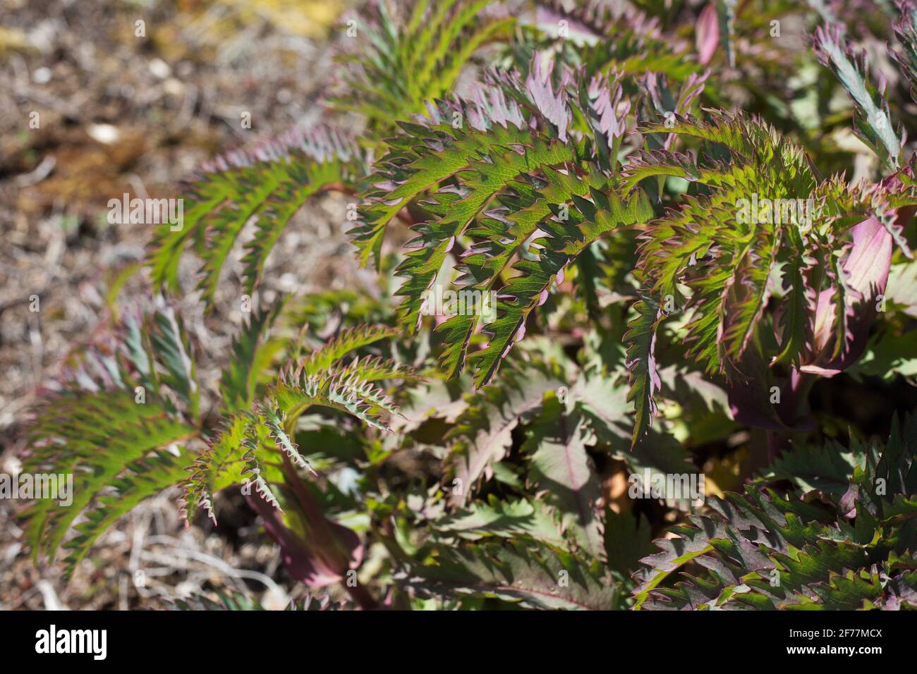 Melianthus Major 'Purple Haze'. Banque D'Images Melianthus Major 'Purple Haze'. Banque D'Images