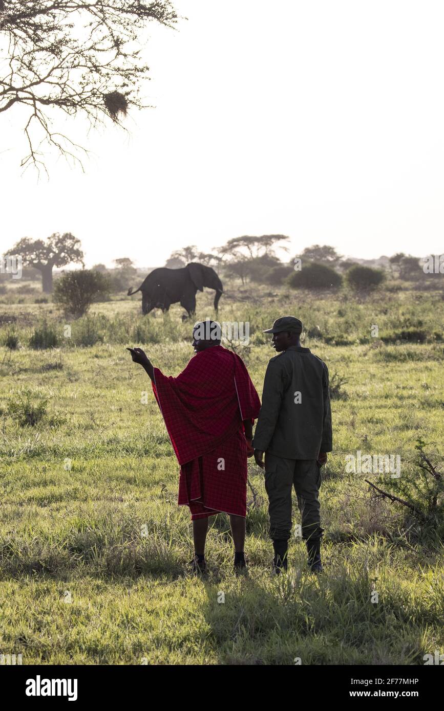 La Tanzanie, l'AMM (zone de gestion de la faune) de Randilen, le Massai (peuple autochtone) et les Rangers travaillent ensemble pour protéger la faune Banque D'Images