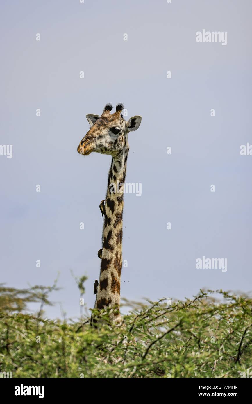 Tanzanie, WMA (zone de gestion de la faune) de Randilen, district de Monduli, région d'Arusha, Portrait d'une girafe Banque D'Images