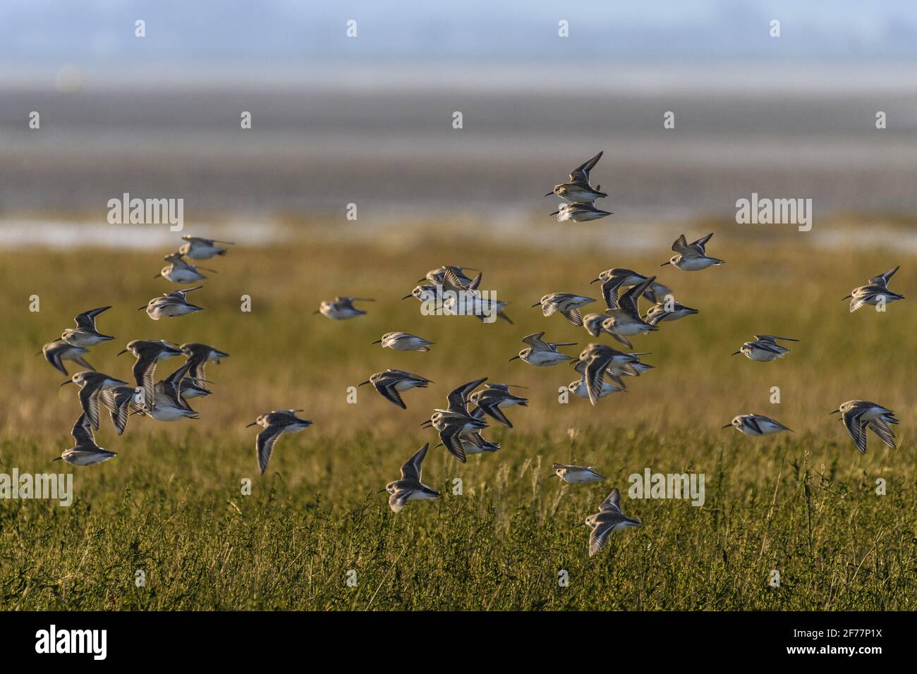 France, somme, Baie de somme, le Crotoy, plages de la Maye, Réserve naturelle de la Baie de somme, UN sort froid pousse les oiseaux à se rassembler dans la baie tandis que les étangs intérieurs sont gelés, ici avec des pondeuses Banque D'Images