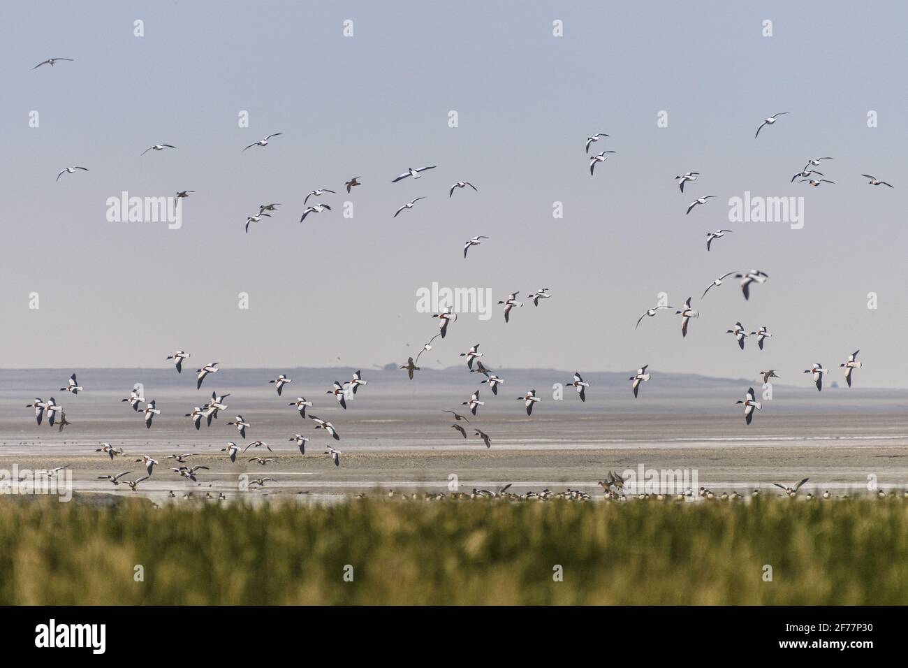 France, somme, Baie de somme, le Crotoy, plages de la Maye, Réserve naturelle de la Baie de somme, UNE vague de froid pousse les oiseaux à se rassembler dans la baie tandis que les étangs intérieurs sont gelés, avec de beaux parkings Tadornes de Belon et de belles scènes de vol lorsqu'ils sont perturbés. Banque D'Images