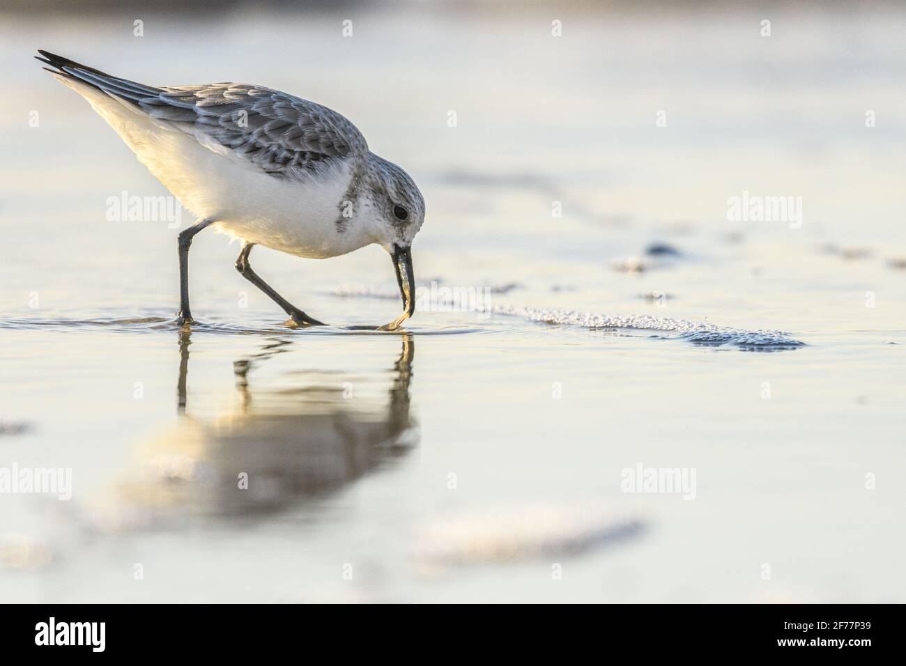 France, somme, Baie de somme, Quend-Plage, Sandpiper sanderling (Calidris alba) sur la plage à la recherche de nourriture dans la brise de mer Banque D'Images