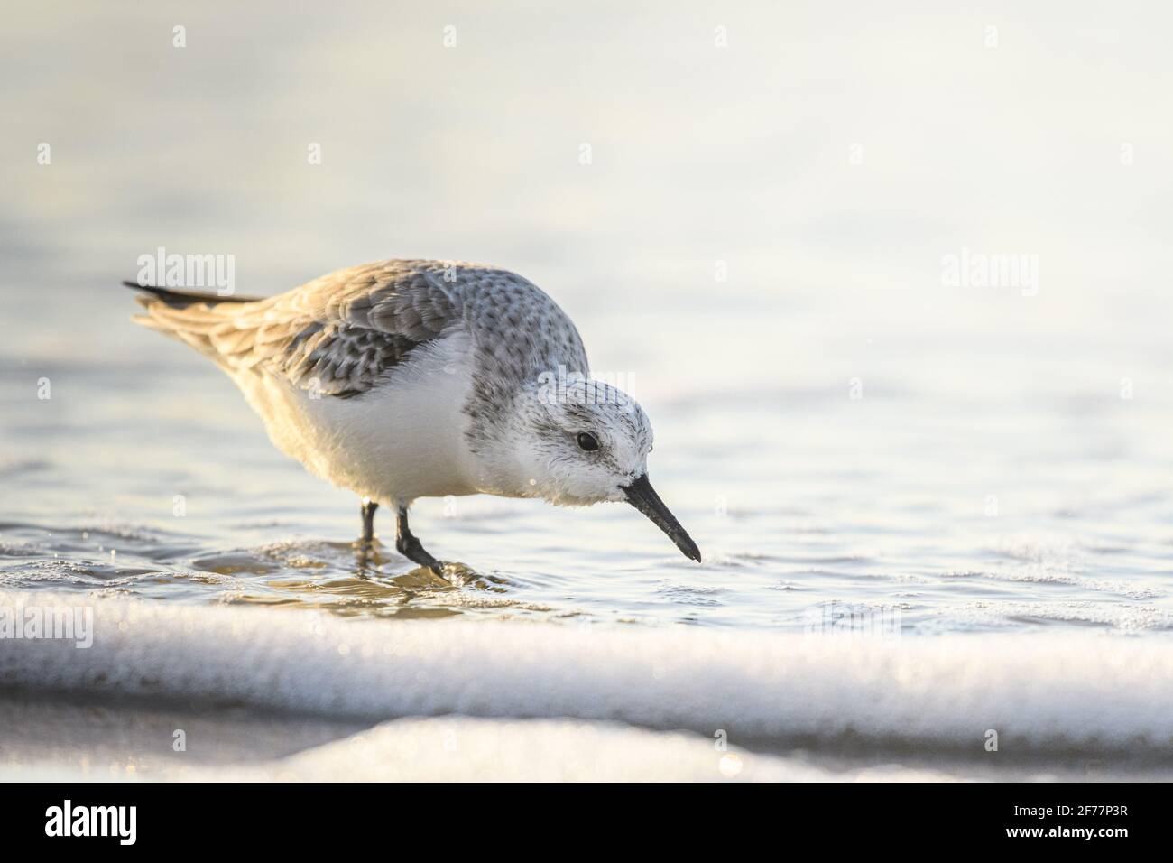 France, somme, Baie de somme, Quend-Plage, Sandpiper sanderling (Calidris alba) sur la plage à la recherche de nourriture dans la brise de mer Banque D'Images