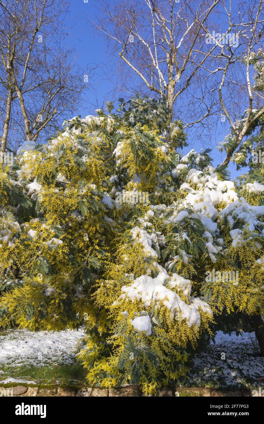 France, Ille et Vilaine, le Rheu, Mimosas en fleurs sous la neige, en hiver Banque D'Images