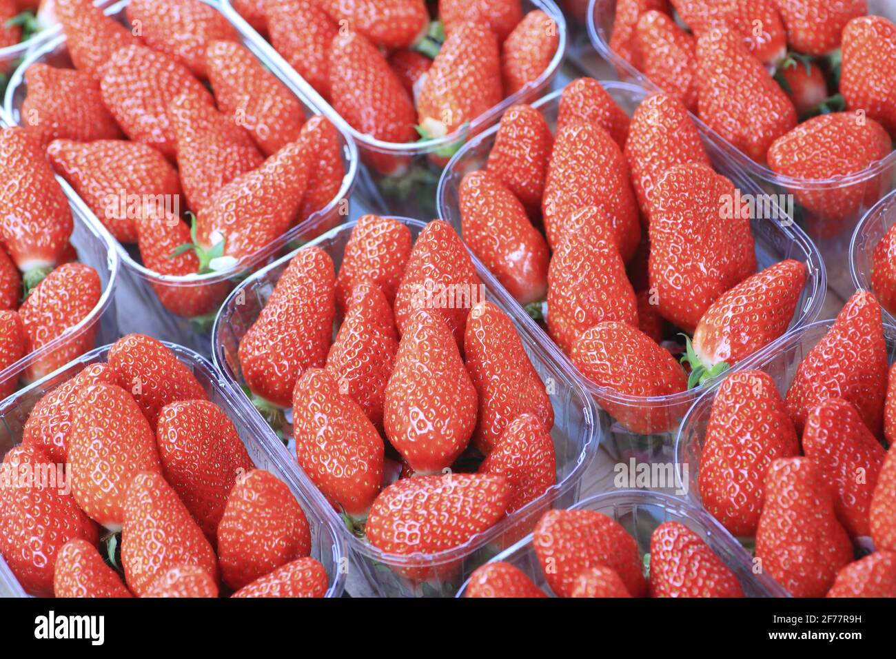 France, Dordogne, Périgord blanc, Périgueux, place de la Clautre, marché, fraises Périgord sur une cale Banque D'Images