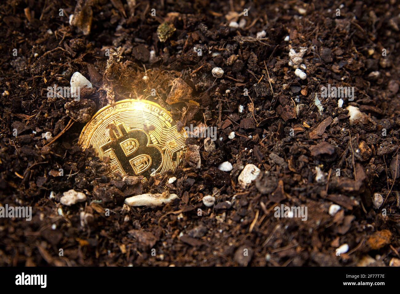 Gros plan d'un bitcoin doré mis à la terre. Métaphore de la mine de BTC et de crypto-monnaies. Concept d'affaires numériques et de finances décentralisées Banque D'Images