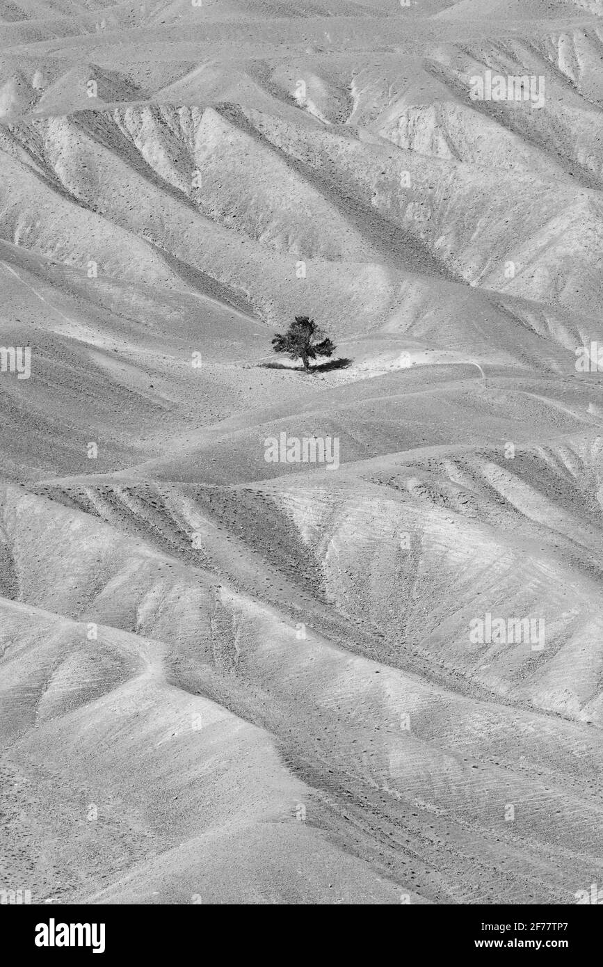 Iran, région de Kerman, Lonely Tree Banque D'Images