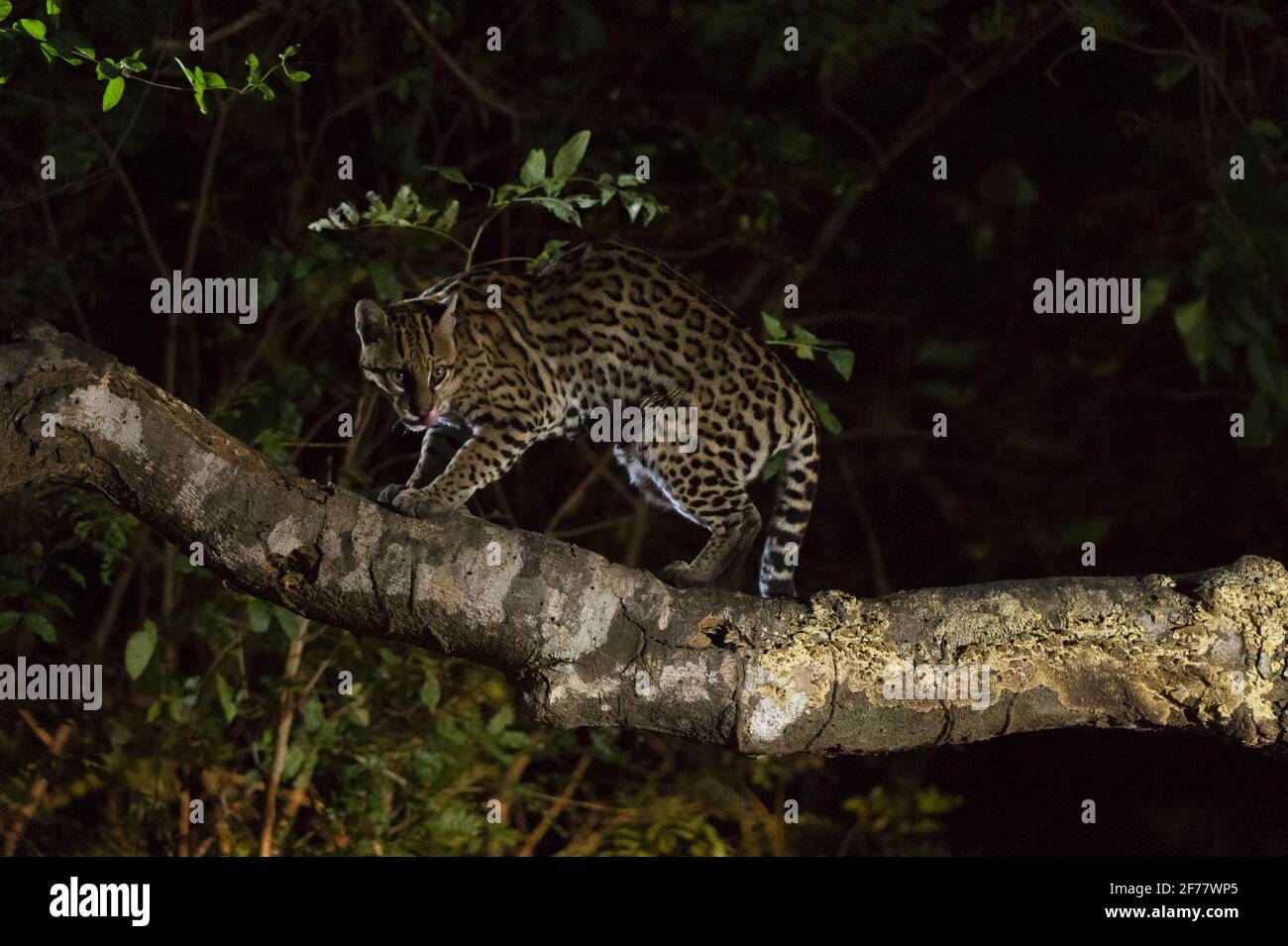 Brésil, Mato Grosso do Sul, Pantanal, Ocelot (Leopardus pardalis) Banque D'Images