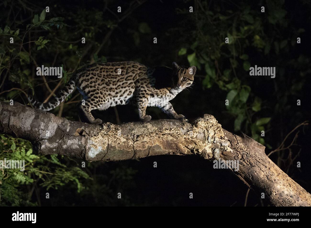 Brésil, Mato Grosso do Sul, Pantanal, Ocelot (Leopardus pardalis) Banque D'Images