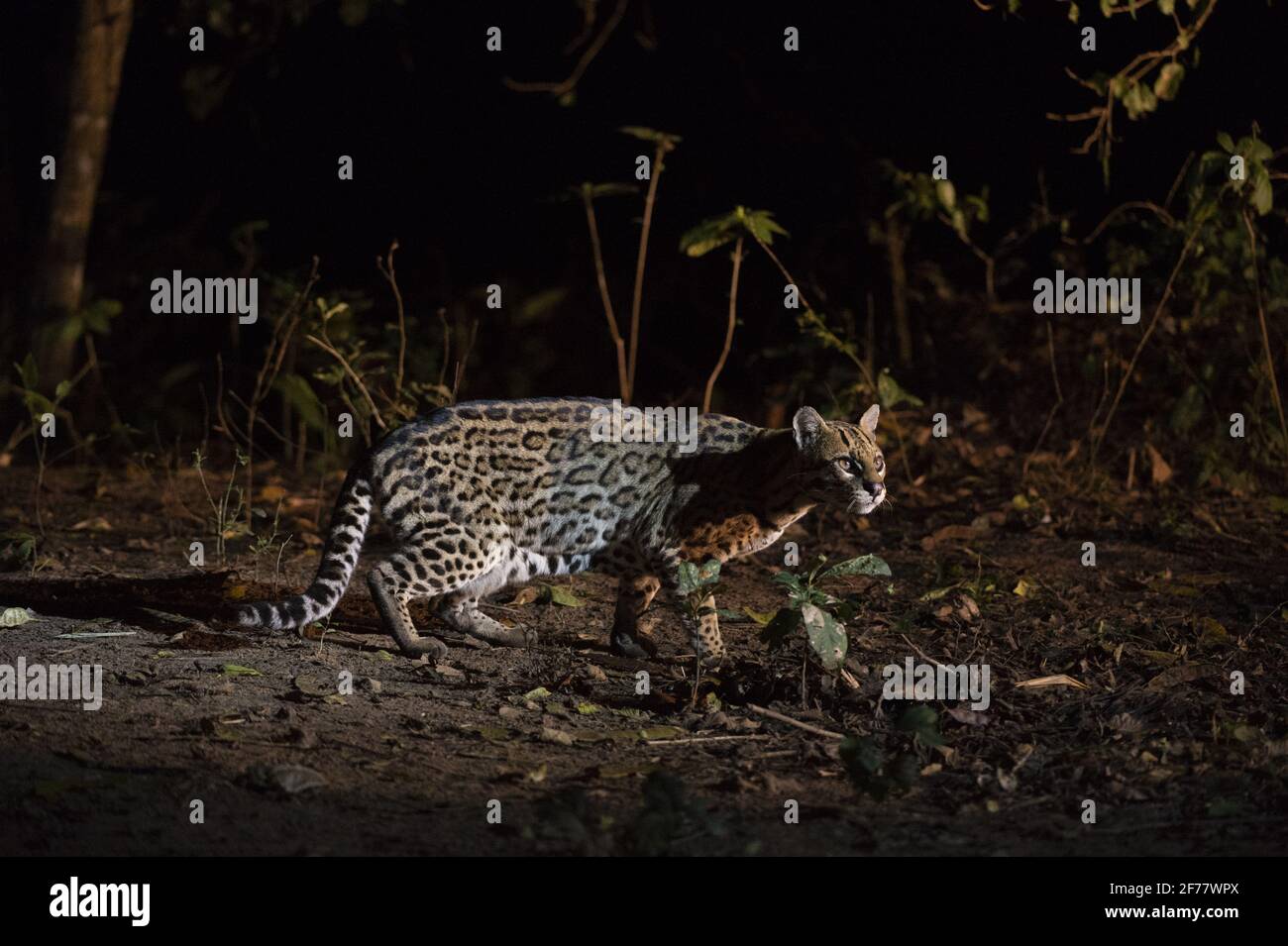 Brésil, Mato Grosso do Sul, Pantanal, Ocelot (Leopardus pardalis) Banque D'Images
