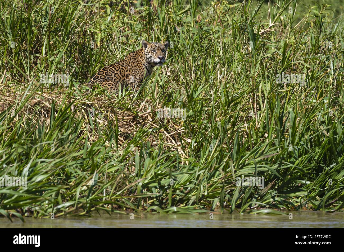 Brésil, Mato Grosso do Sul, Pantanal, Jaguar (Panthera onca) Banque D'Images