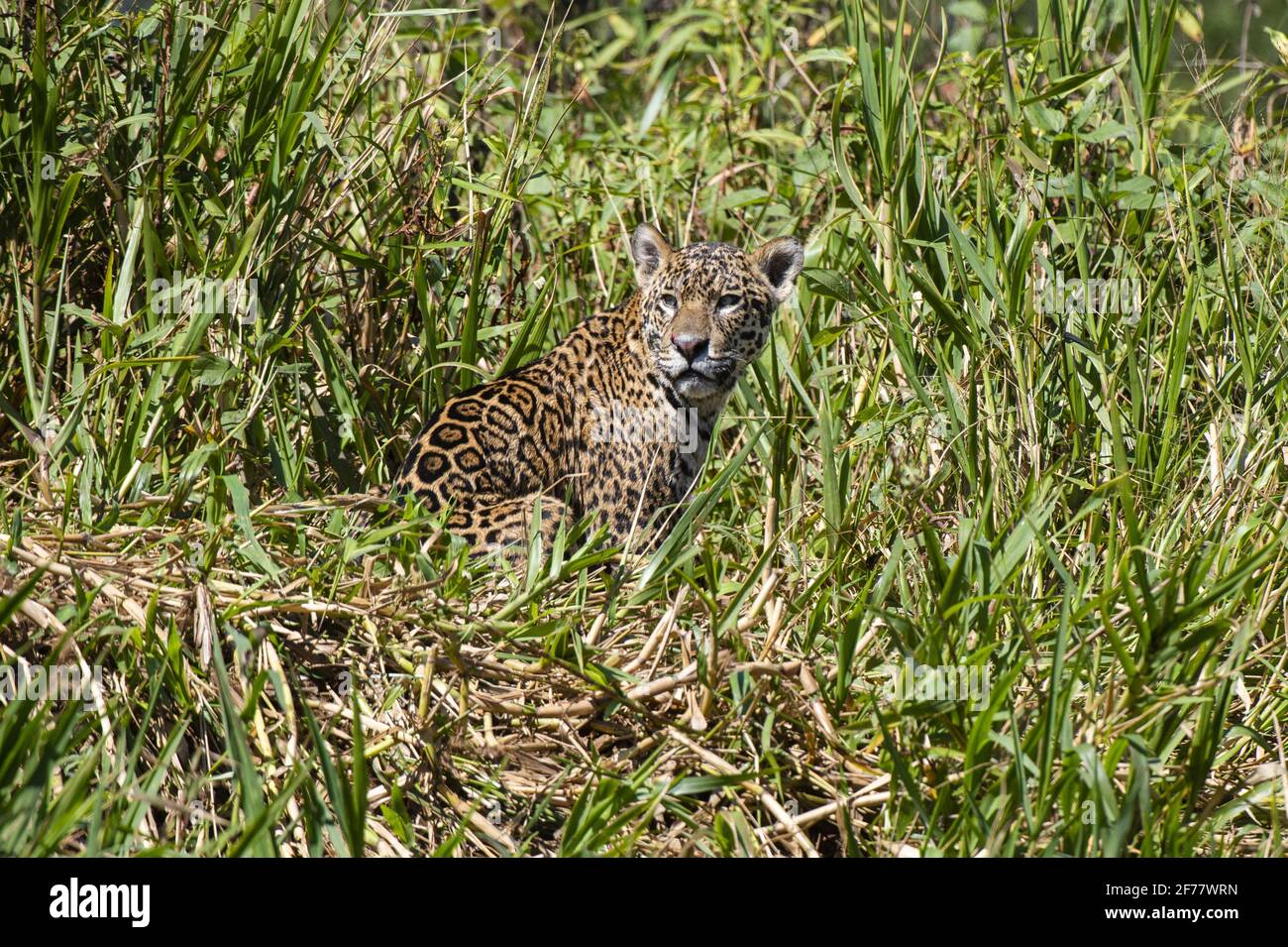 Brésil, Mato Grosso do Sul, Pantanal, Jaguar (Panthera onca) Banque D'Images