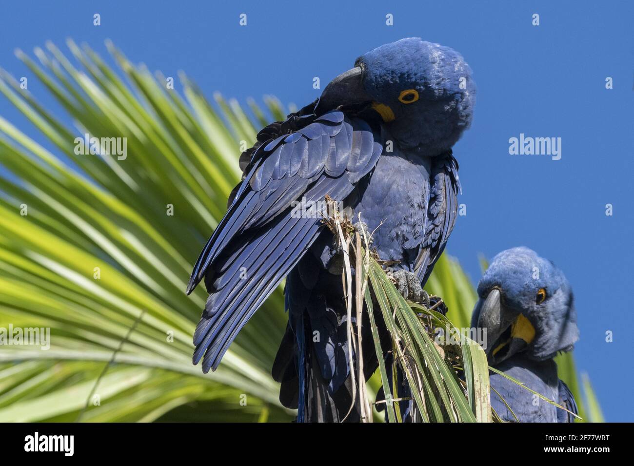 Brésil, Mato Grosso do Sul, Pantanal, jacinthe macaw (Anodorhynchus hyacinthinus) Banque D'Images