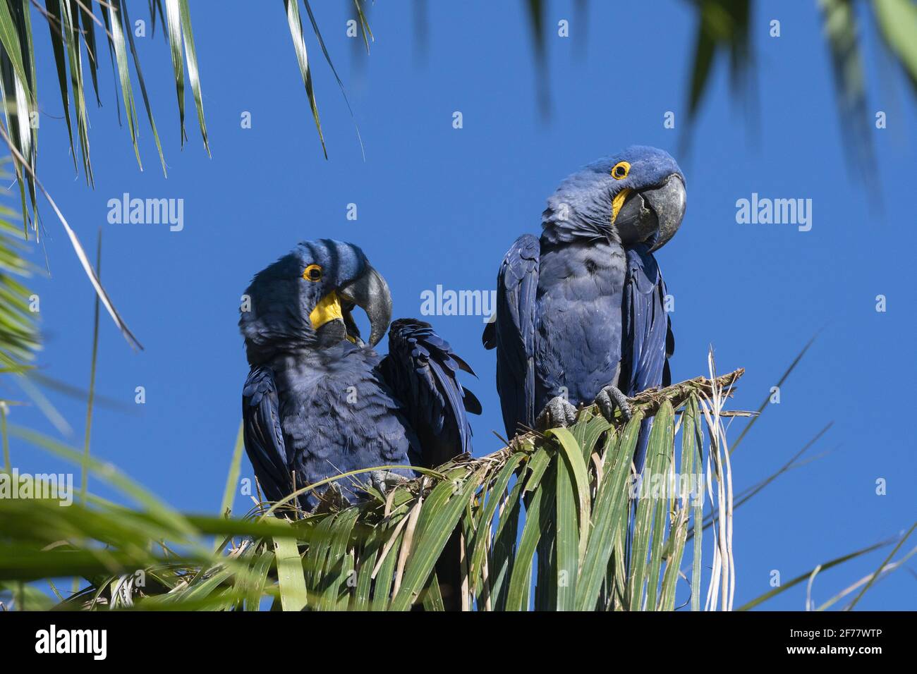 Brésil, Mato Grosso do Sul, Pantanal, jacinthe macaw (Anodorhynchus hyacinthinus) Banque D'Images