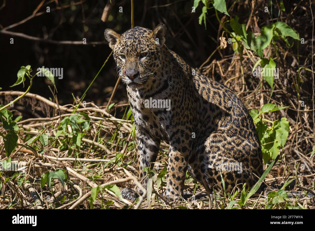 Brésil, Mato Grosso do Sul, Pantanal, Jaguar (Panthera onca) Banque D'Images