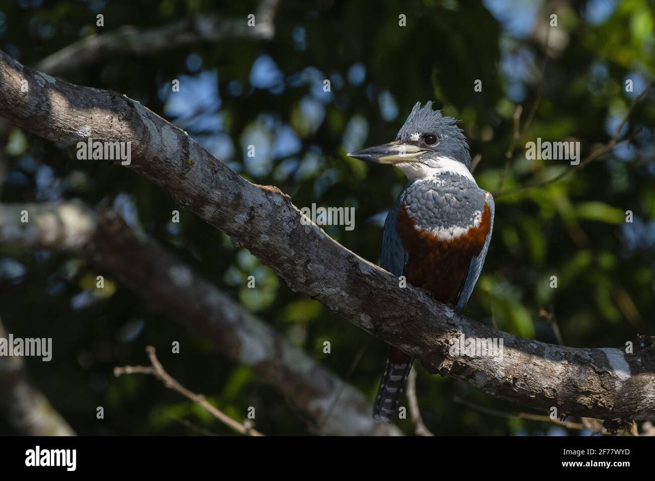 Brésil, Mato Grosso do Sul, Pantanal, Kingfisher annelé (Megaceryle torquata) Banque D'Images