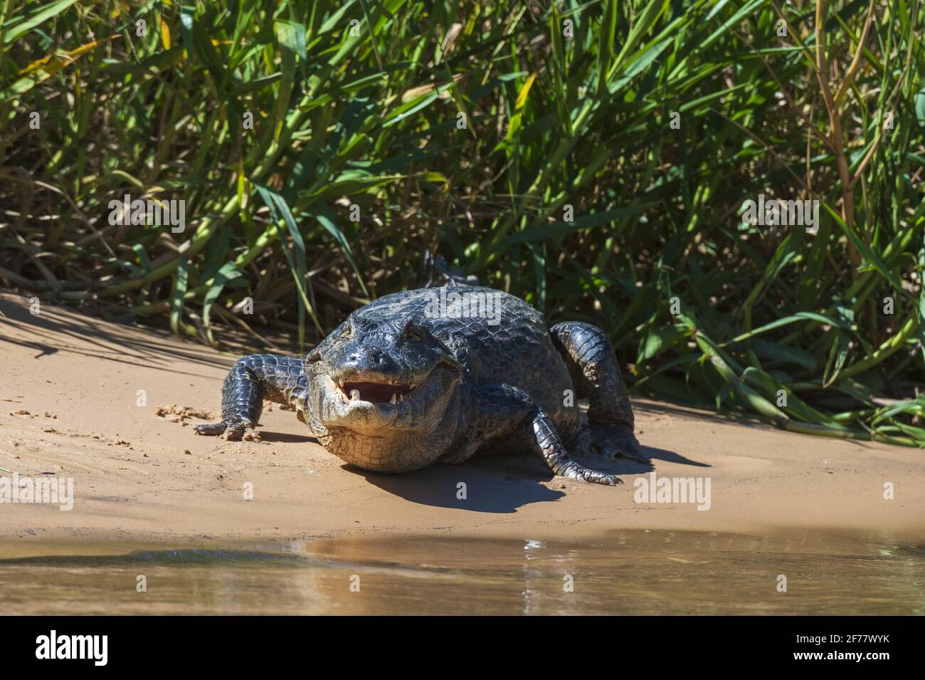 Brésil, Mato Grosso do Sul, Pantanal, Jacare caiman (Caiman yacare) Banque D'Images