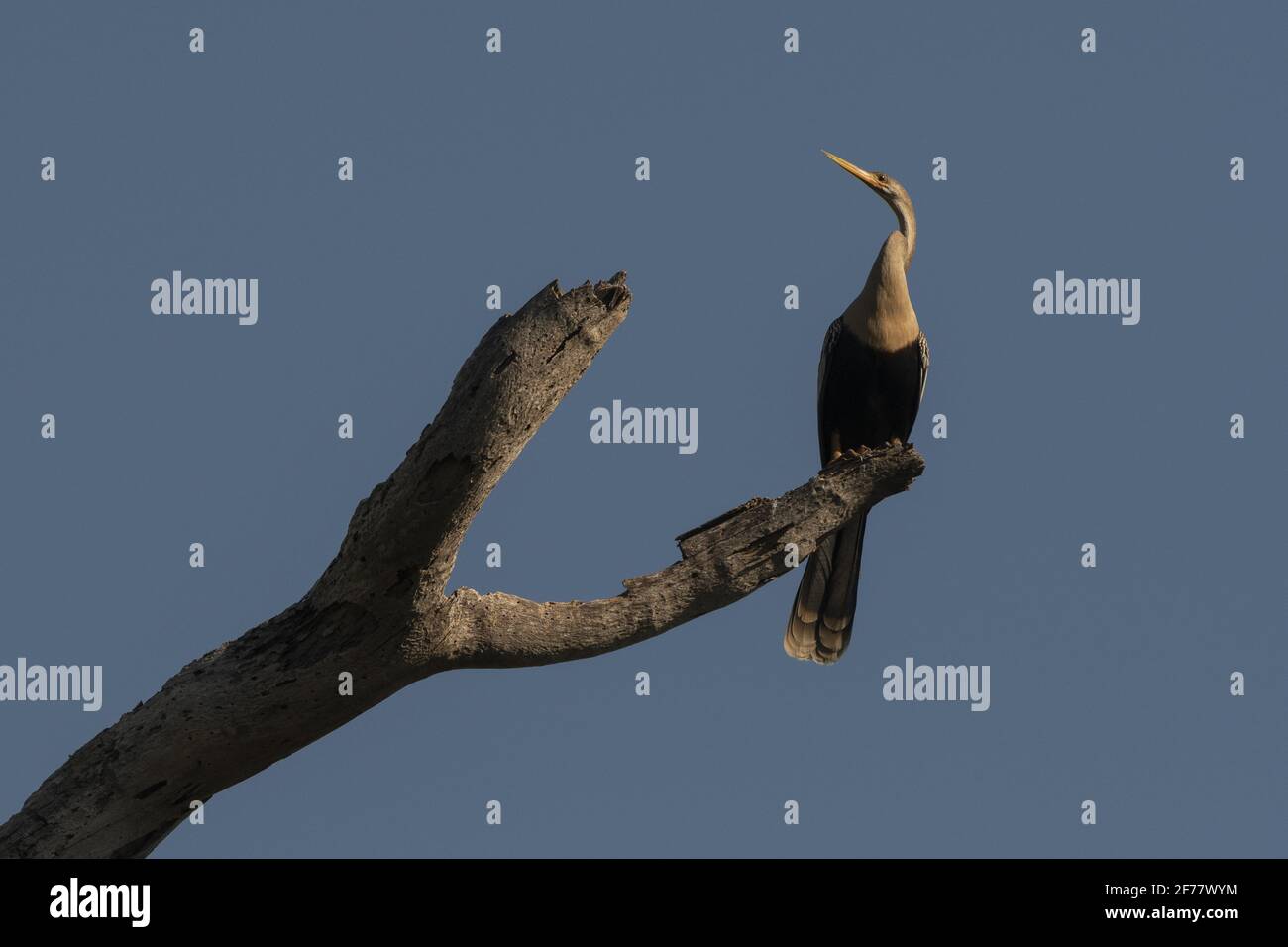 Brésil, Mato Grosso do Sul, Pantanal, Anhinga (Anhinga anhinga) Banque D'Images