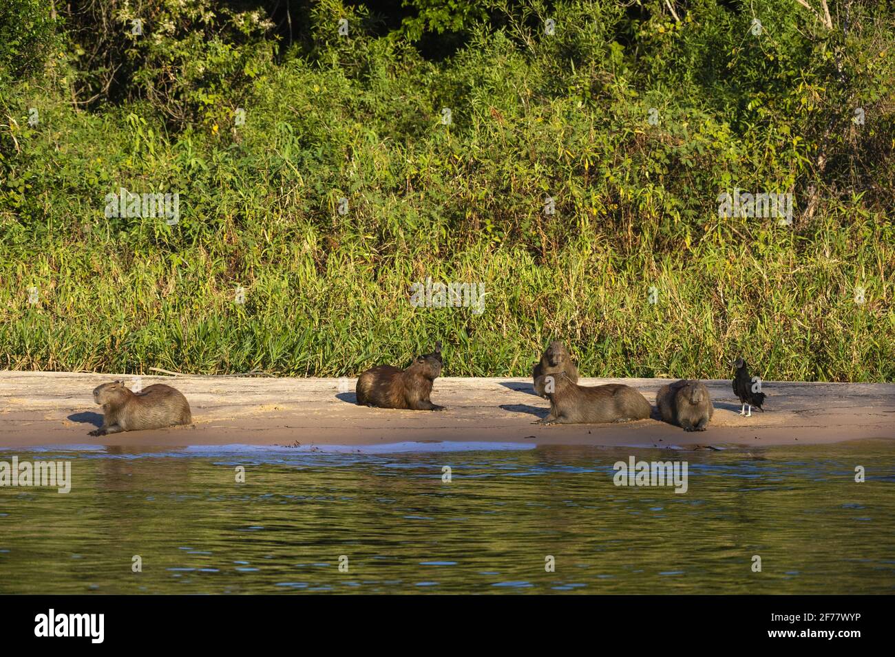 Brésil, Mato Grosso do Sul, Pantanal, Capybara (Hydorchaeris hydrochaeris) Banque D'Images