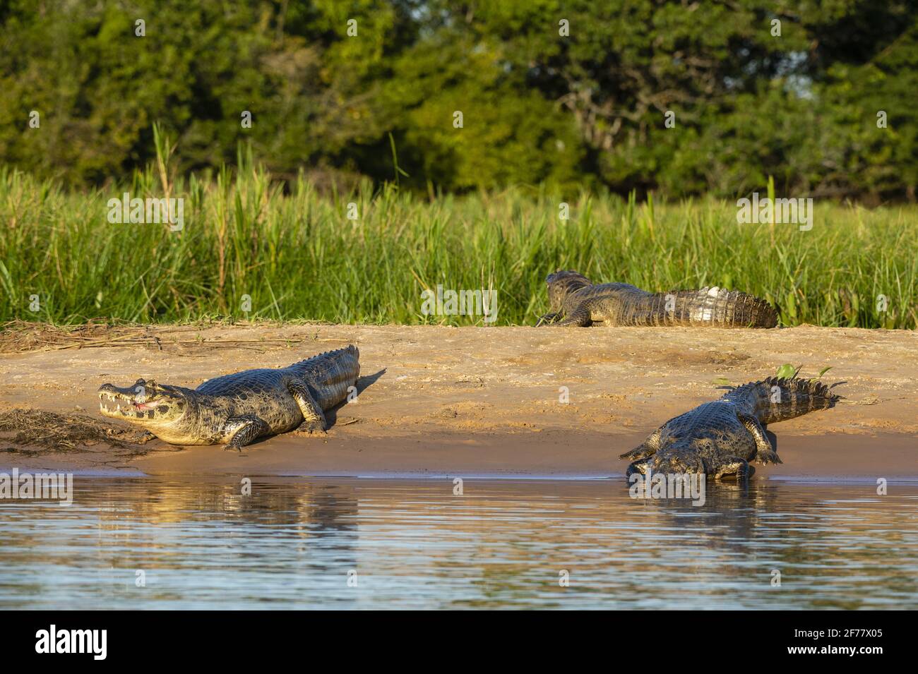 Brésil, Mato Grosso do Sul, Pantanal, Jacare caiman (Caiman yacare) Banque D'Images