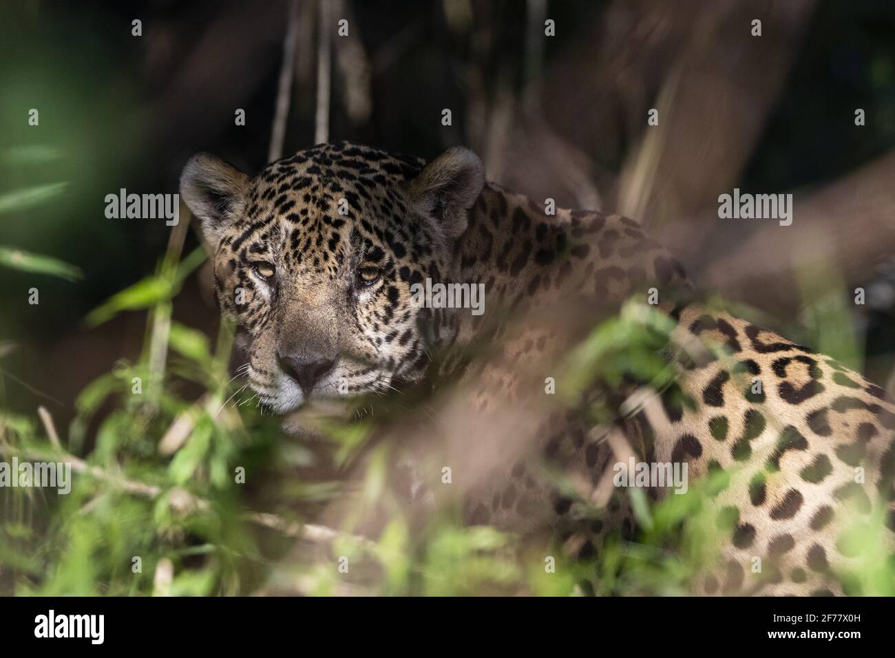 Brésil, Mato Grosso do Sul, Pantanal, Jaguar (Panthera onca) Banque D'Images