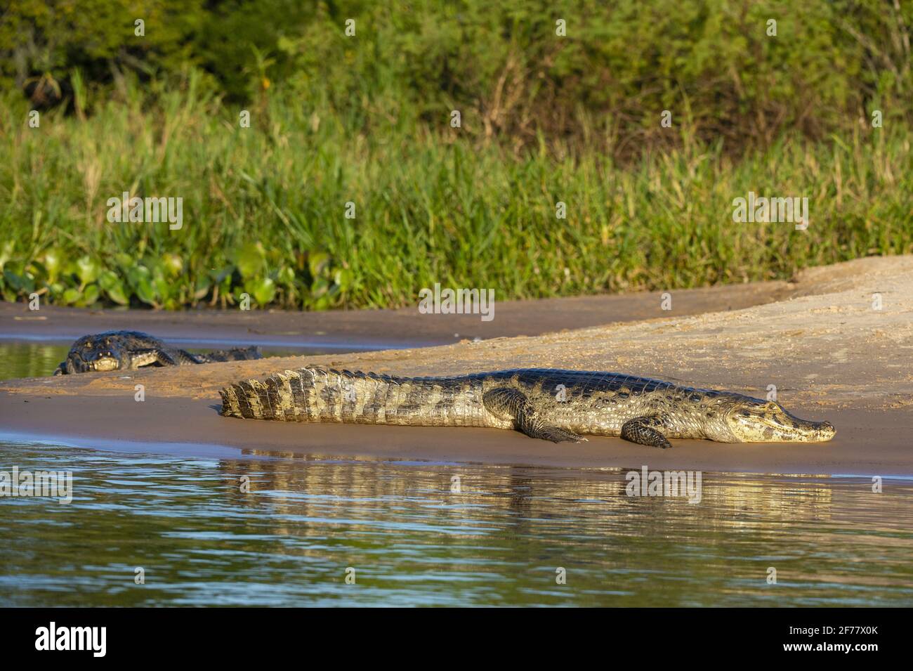 Brésil, Mato Grosso do Sul, Pantanal, Jacare caiman (Caiman yacare) Banque D'Images