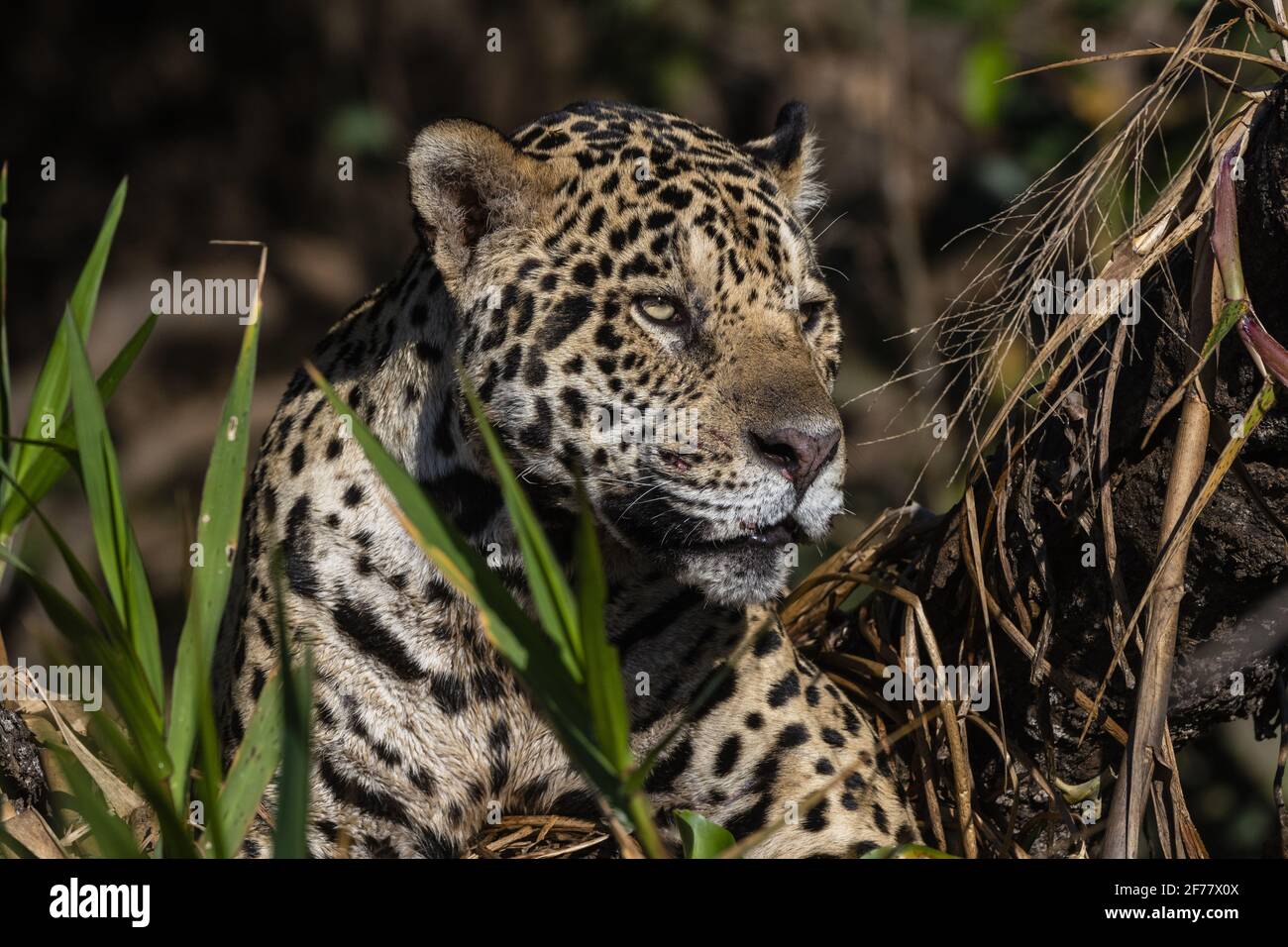 Brésil, Mato Grosso do Sul, Pantanal, Jaguar (Panthera onca) Banque D'Images