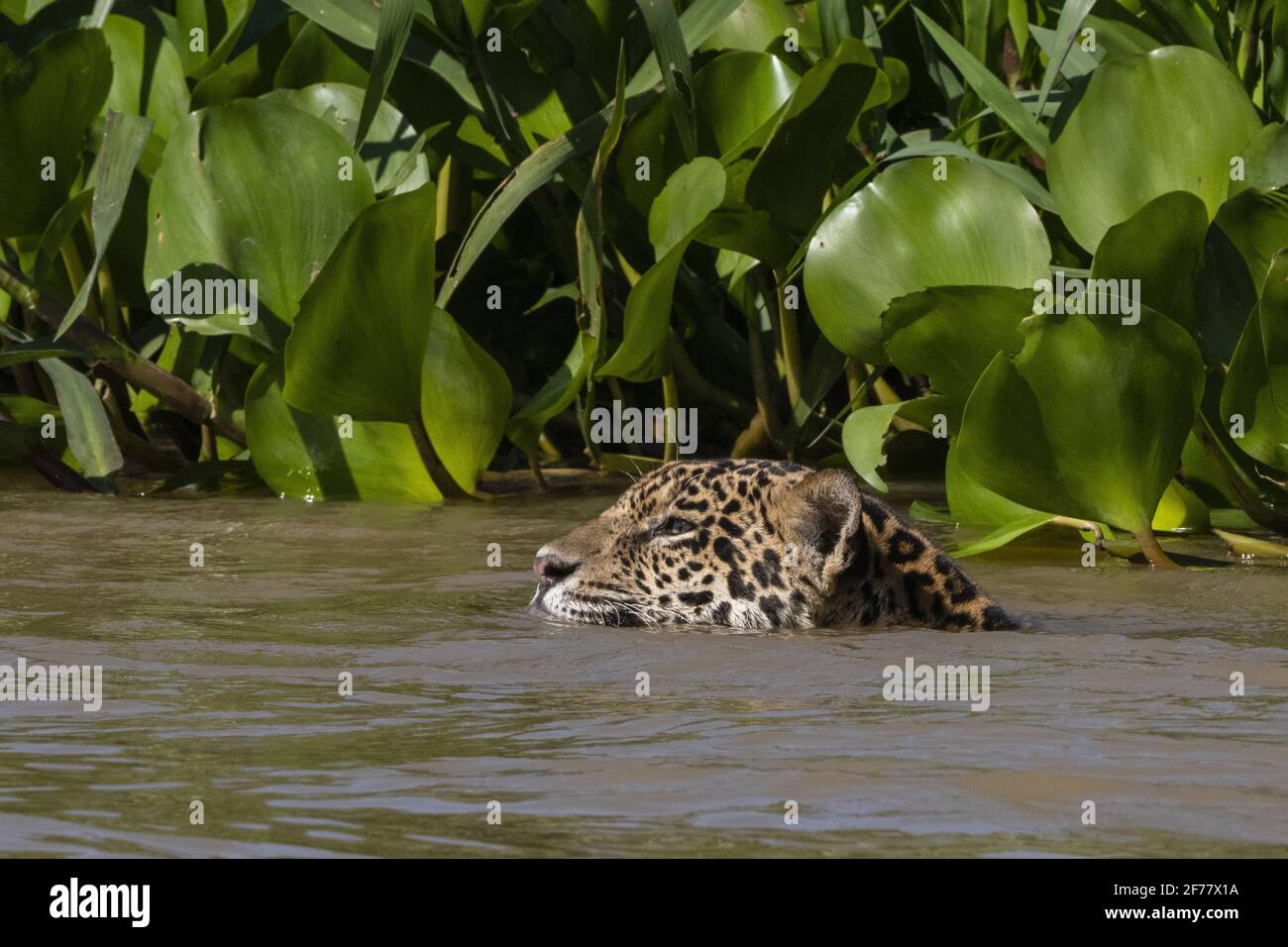 Brésil, Mato Grosso do Sul, Pantanal, Jaguar (Panthera onca) Banque D'Images