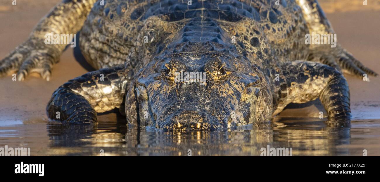 Brésil, Mato Grosso do Sul, Pantanal, Jacare caiman (Caiman yacare) Banque D'Images