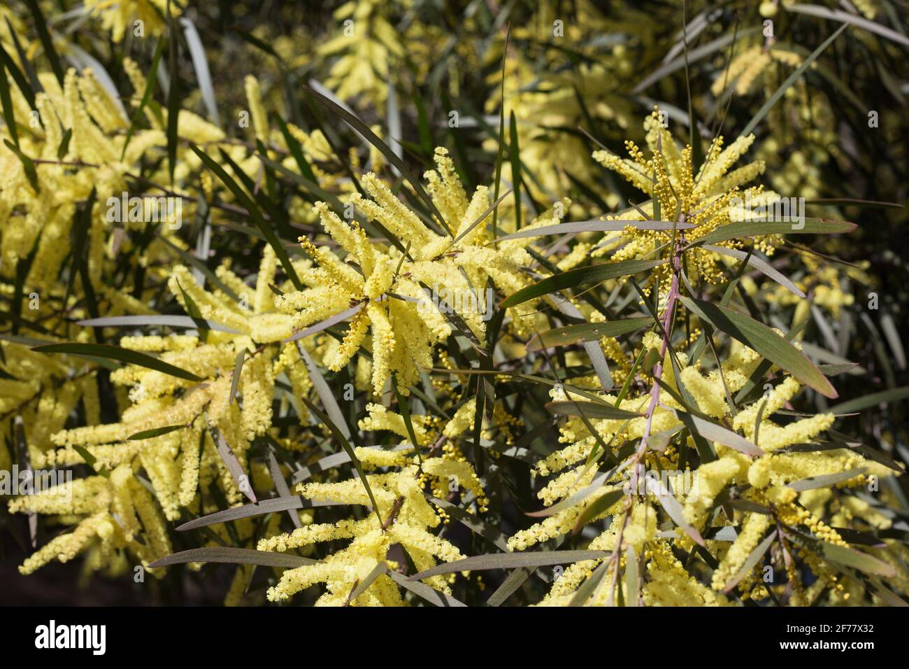 Acacia mucronata arbre, gros plan. Banque D'Images