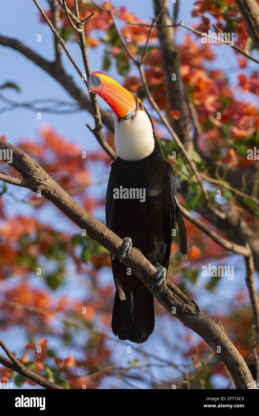 Brésil, Mato Grosso do Sul, Pantanal, Toco toucan (Ramphastos toco) Banque D'Images