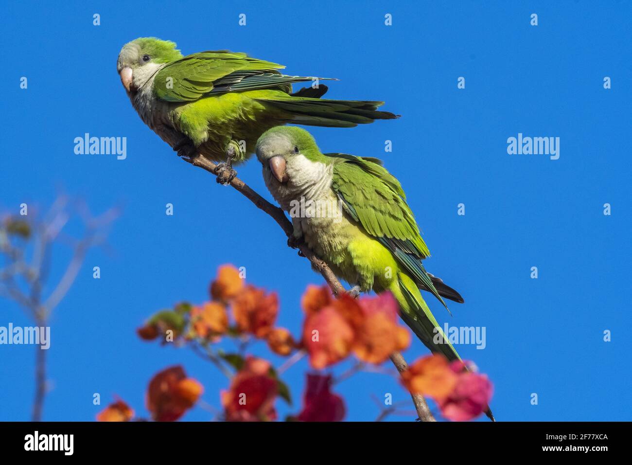Brésil, Mato Grosso do Sul, Pantanal, Monk parakeet (Myiopsitta monachus) Banque D'Images