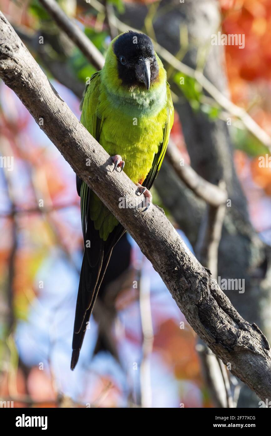 Brésil, Mato Grosso do Sul, Pantanal, Nanday Parakeet (Aratinga nenday) Banque D'Images