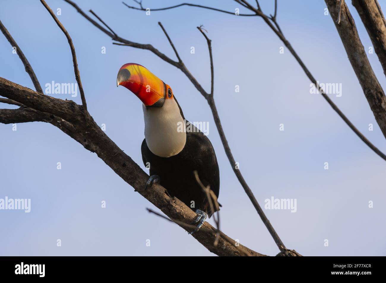 Brésil, Mato Grosso do Sul, Pantanal, Toco toucan (Ramphastos toco) Banque D'Images