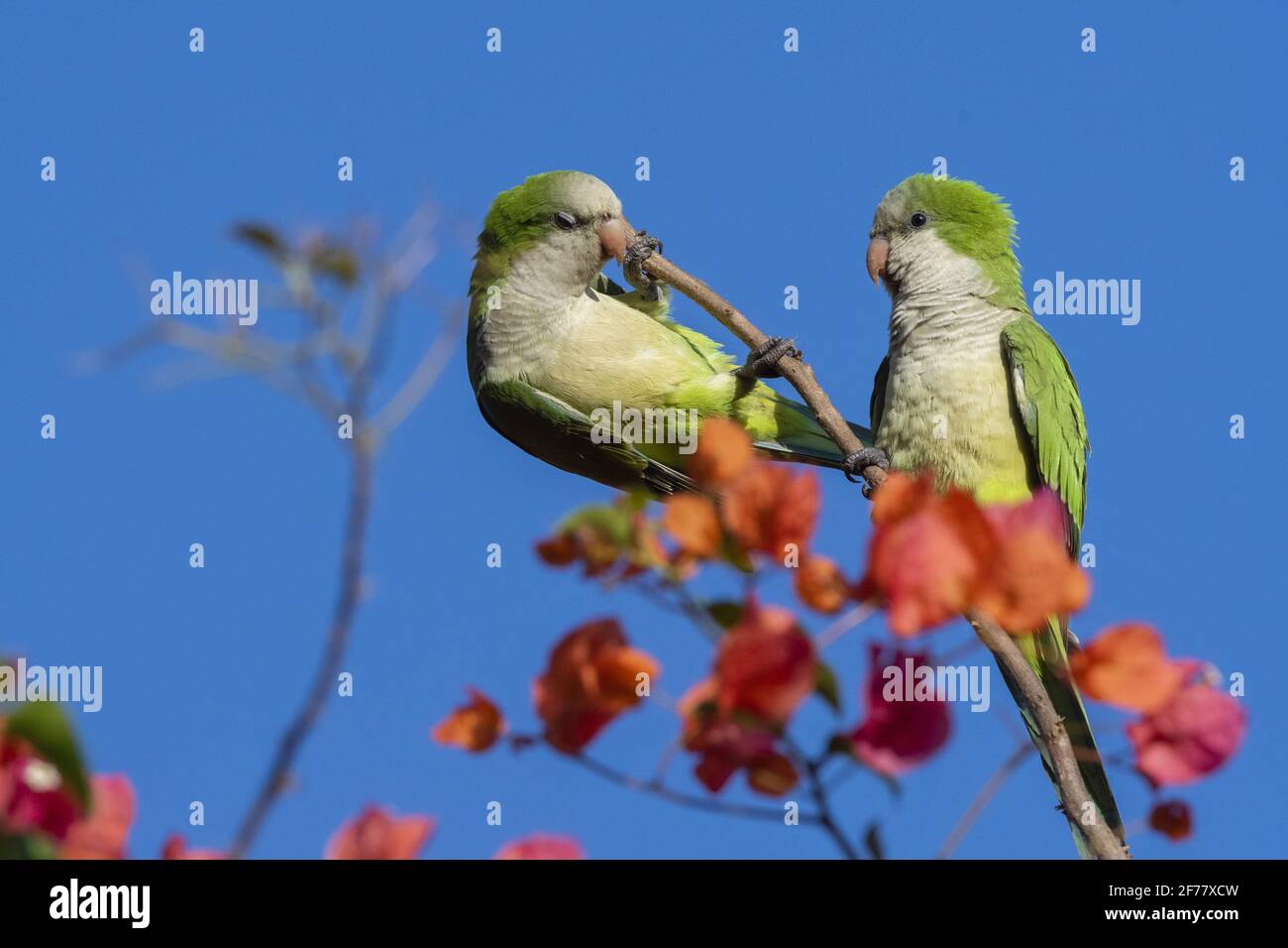 Brésil, Mato Grosso do Sul, Pantanal, Monk parakeet (Myiopsitta monachus) Banque D'Images
