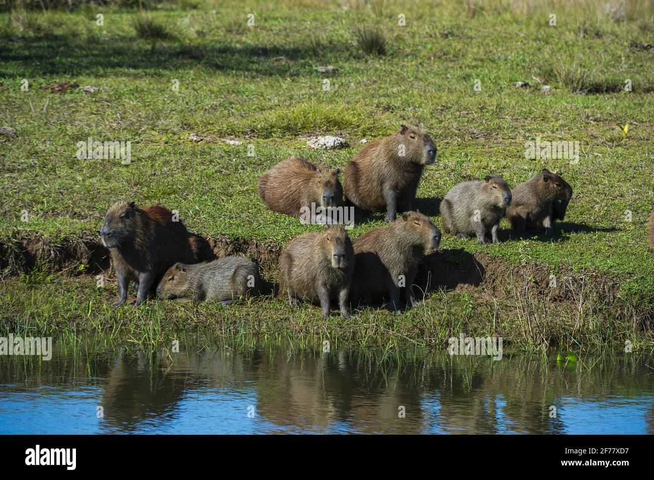 Brésil, Mato Grosso do Sul, Pantanal, Capybara (Hydorchaeris hydrochaeris) Banque D'Images