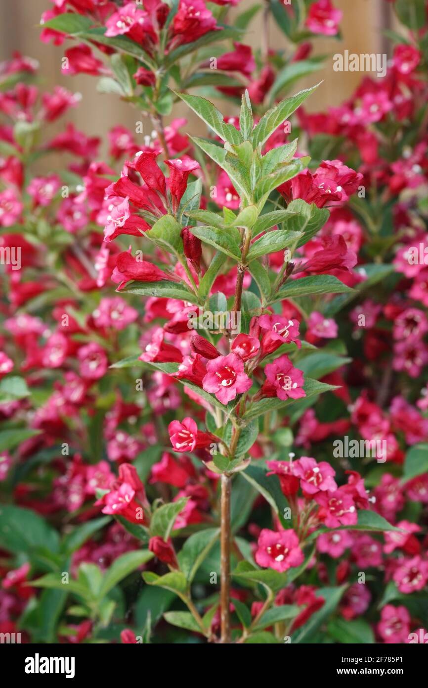 Weigela florida fleurs. Banque D'Images