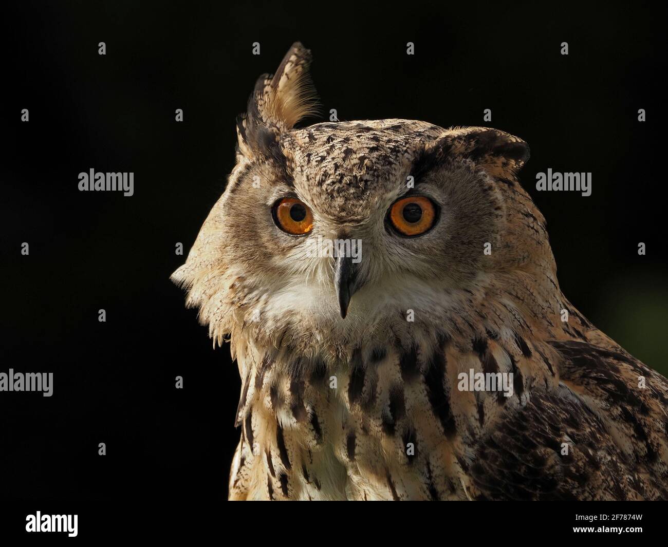 Portrait de la Chouette à aigle eurasienne captive à vent (Bubo bubo) avec une oreille élevée dans un centre de fauconnerie du Yorkshire, Angleterre, Royaume-Uni Banque D'Images