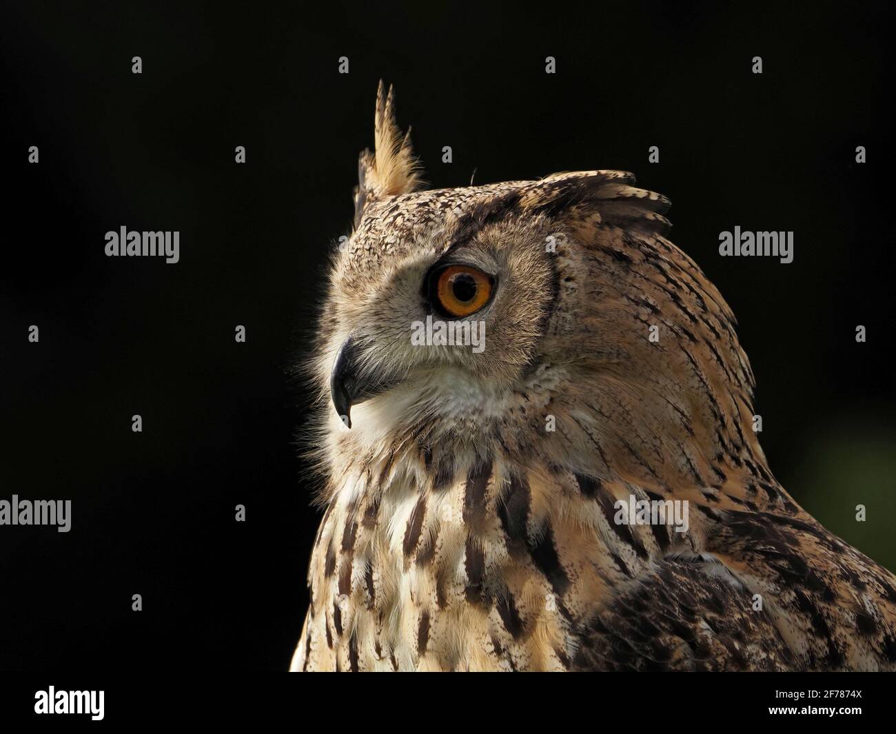 Portrait de la Chouette à aigle eurasienne captive à vent (Bubo bubo) avec une oreille élevée dans un centre de fauconnerie du Yorkshire, Angleterre, Royaume-Uni Banque D'Images