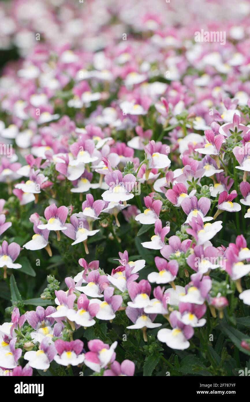 Némésie 'Easter Bonnet' fleurs. Banque D'Images