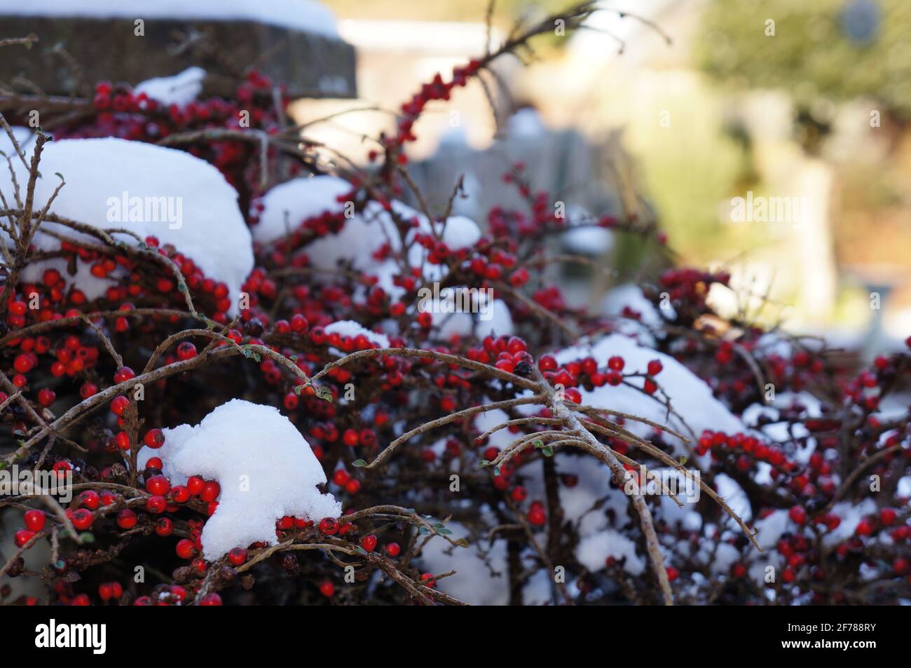 Gros plan sur un brousse de baies rouges recouvert de neige avec un fond naturel doux et focaré Banque D'Images