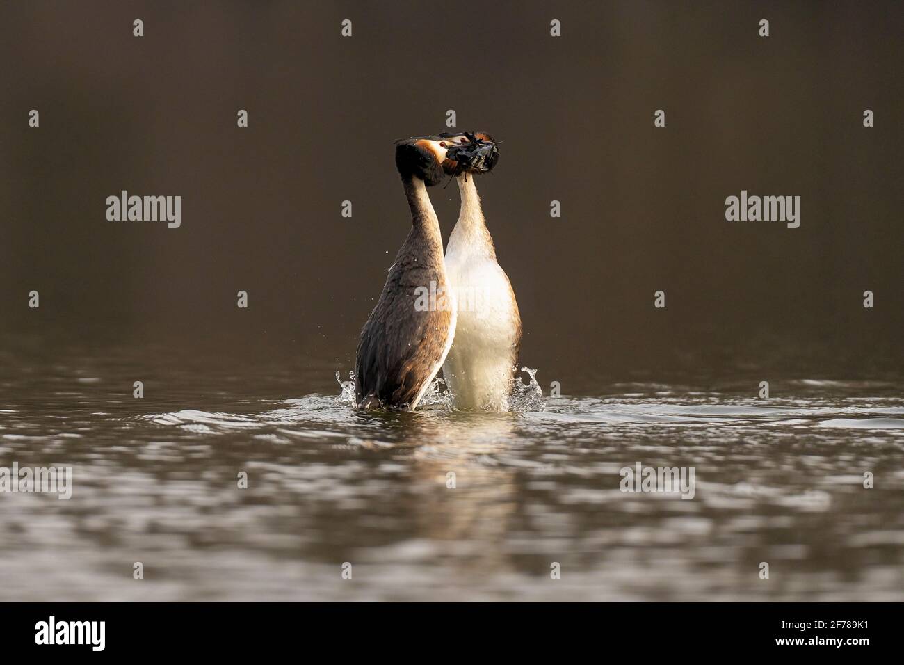Grande paire de grebes à crête (Podiceps cristatus) exécutant une partie du rituel de la cour connu sous le nom de danse des mauvaises herbes. Banque D'Images